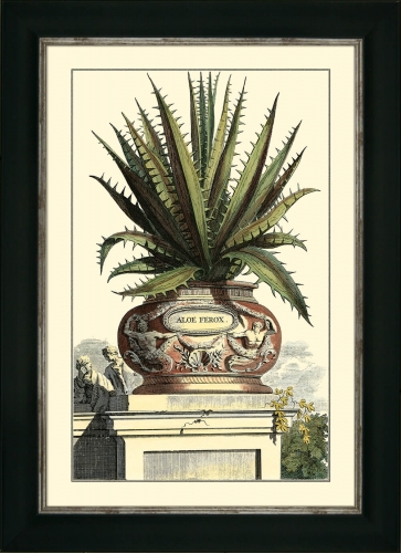 Antique Aloe I