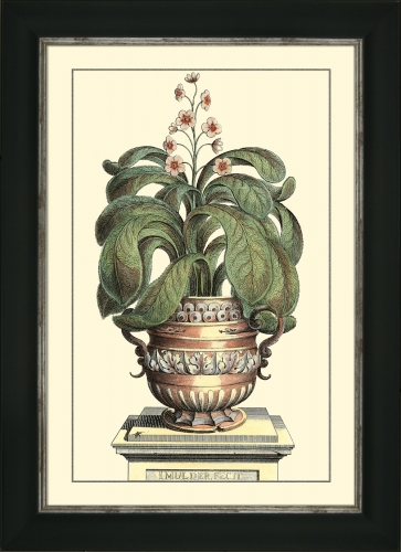 Antique Aloe II