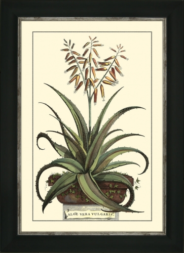 Antique Aloe III