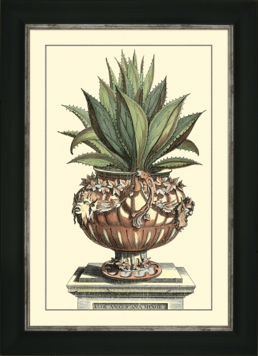 Antique Aloe IV