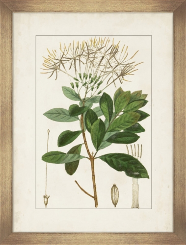 Antique Botanicals I