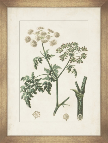 Antique Botanicals II