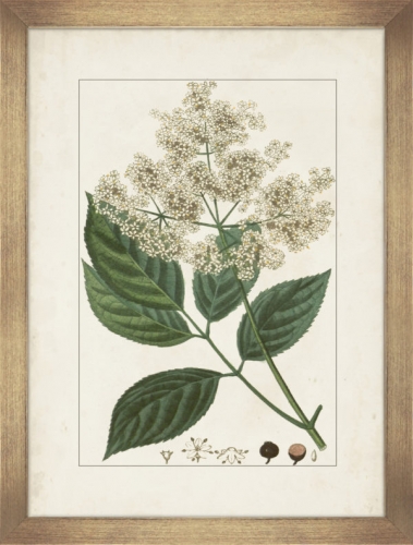 Antique Botanicals III