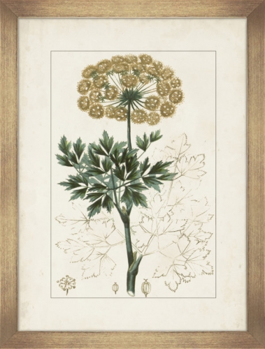 Antique Botanicals IV