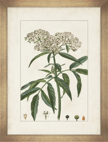 Antique Botanicals V