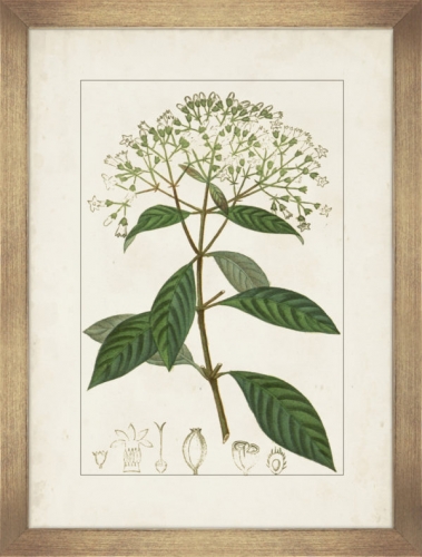 Antique Botanicals VI